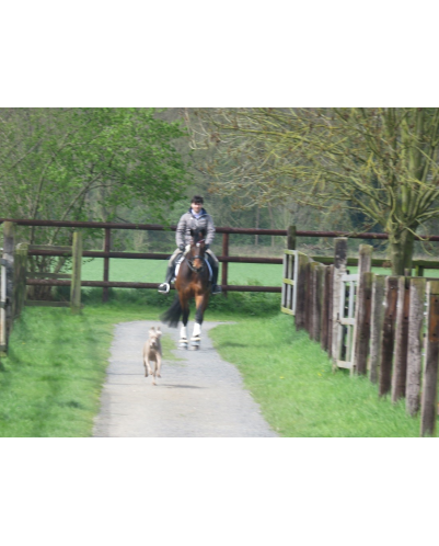 Jument bwp Niveau M10- Allemagne