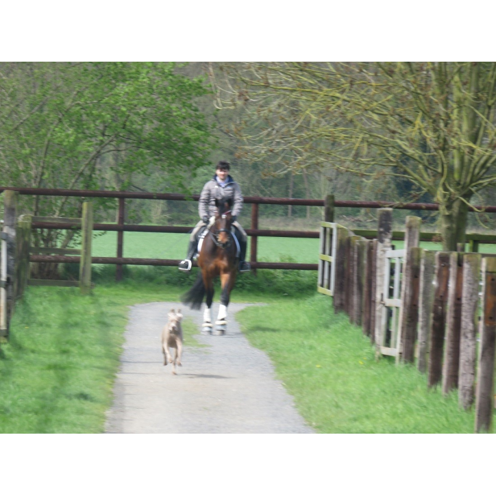 Jument bwp Niveau M10- Allemagne