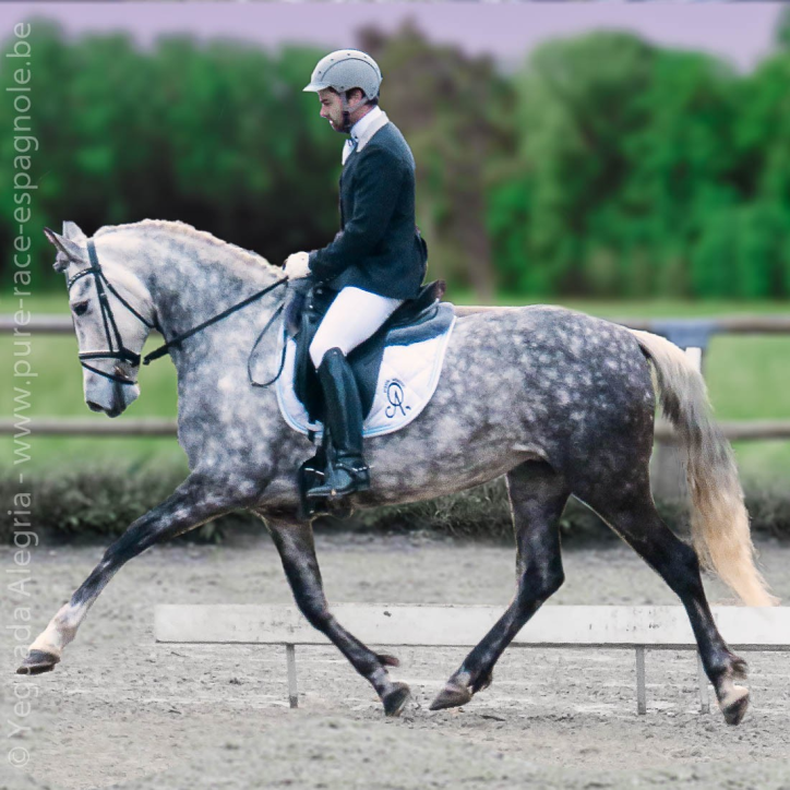 Jument dressage