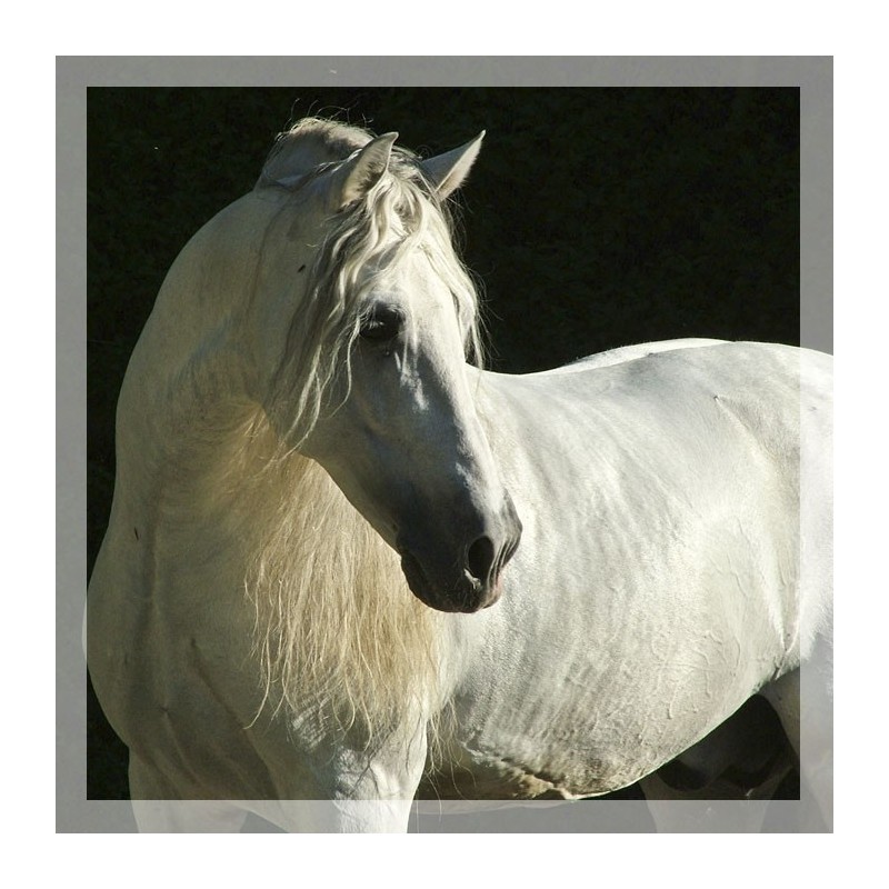 Kopie von Gibraltar Alegria