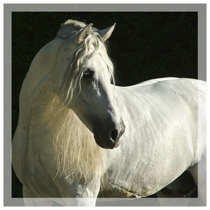 Kopie von Gibraltar Alegria