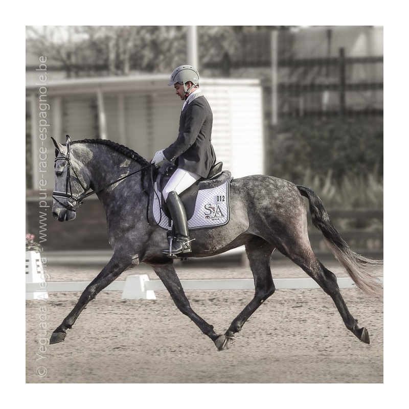 Cheval Préparation St Georges - Suisse