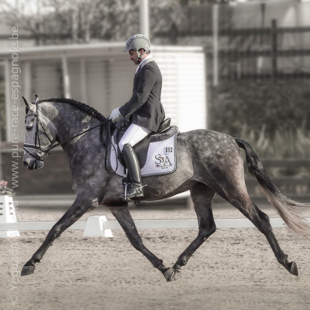 Cheval Préparation St Georges - Suisse