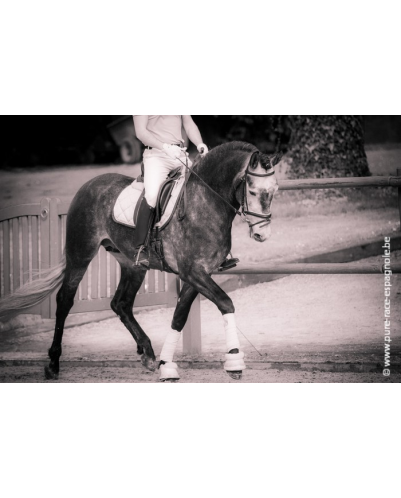 Etalon champion j chevaux France