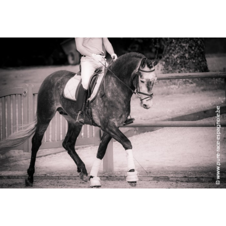 Etalon champion j chevaux France