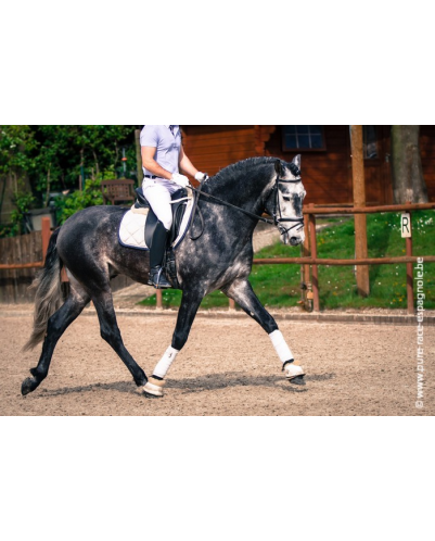 Etalon champion j chevaux France