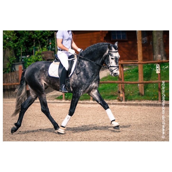 Etalon champion j chevaux France Etalon champion j chevaux France