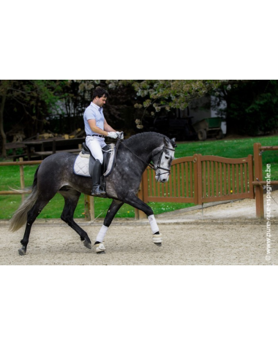 Etalon champion j chevaux France