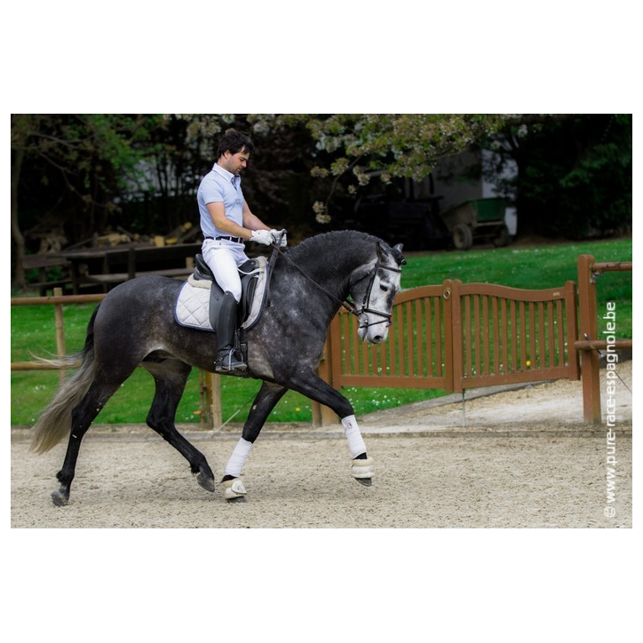 Etalon champion j chevaux France Etalon champion j chevaux France