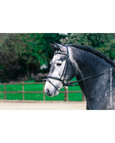 Etalon champion j chevaux France