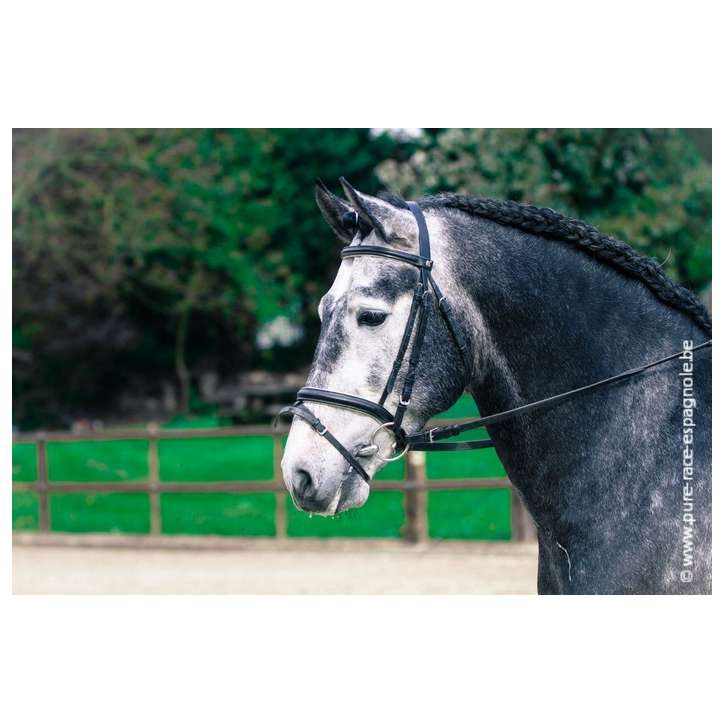 Etalon champion j chevaux France Etalon champion j chevaux France