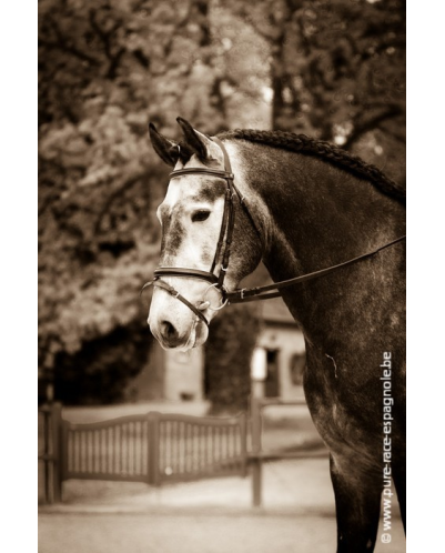 Etalon champion j chevaux France