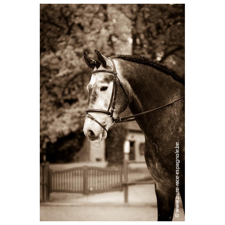 Etalon champion j chevaux France Etalon champion j chevaux France