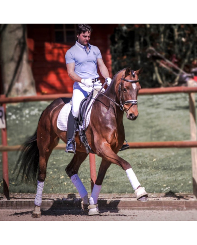 Jument bwp Niveau M10- Allemagne