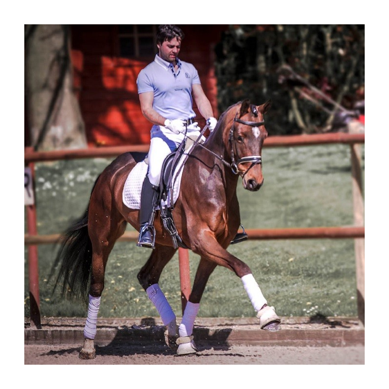 Jument bwp Niveau M10- Allemagne