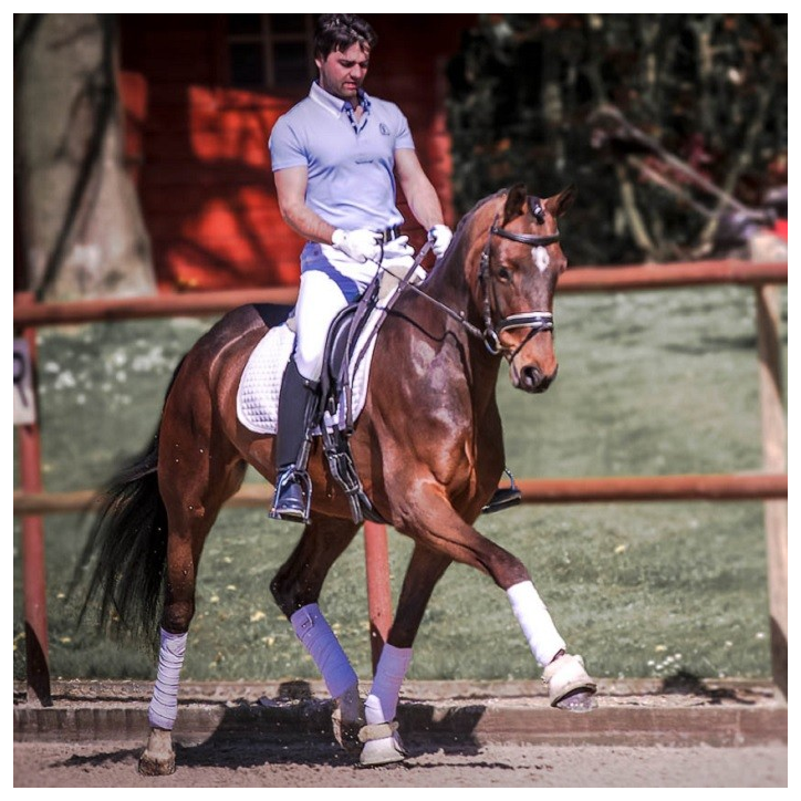 Jument bwp Niveau M10- Allemagne