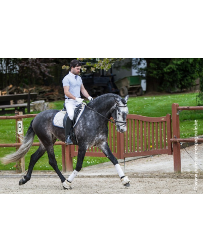 Etalon champion j chevaux France
