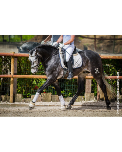 Etalon champion j chevaux France