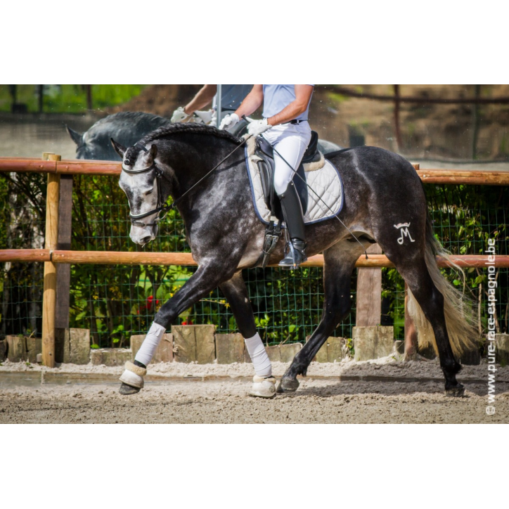 Etalon champion j chevaux France Etalon champion j chevaux France