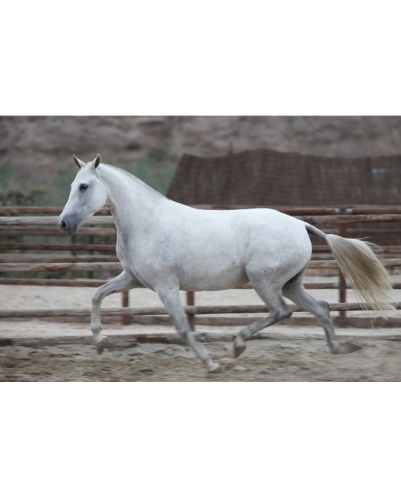 Etalon champion j chevaux France
