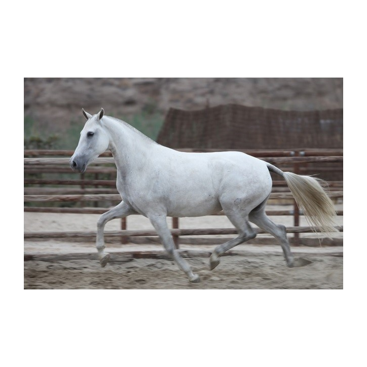 Etalon champion j chevaux France Etalon champion j chevaux France