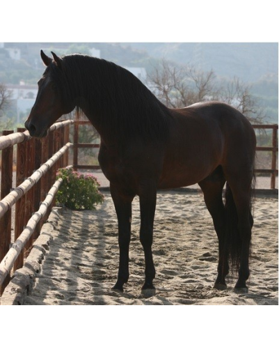 Etalon champion j chevaux France