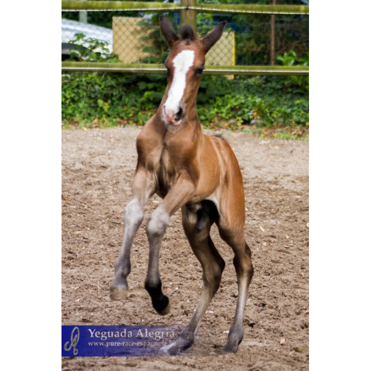 Etalon de 3 ans Etalon de 3 ans