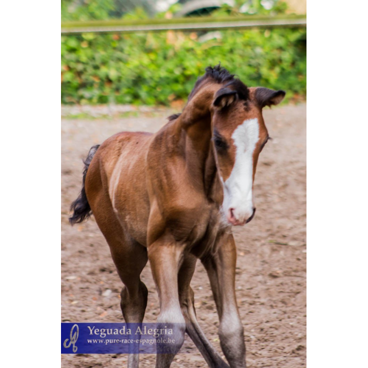 Etalon de 3 ans Etalon de 3 ans