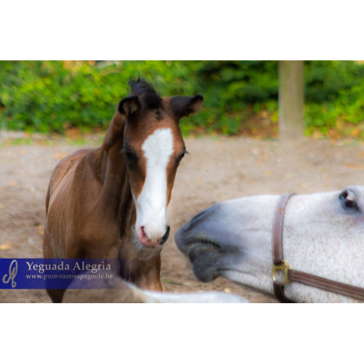 Etalon de 3 ans Etalon de 3 ans