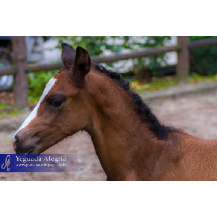 Etalon de 3 ans Etalon de 3 ans