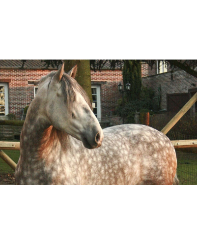 2003: étalon calificado