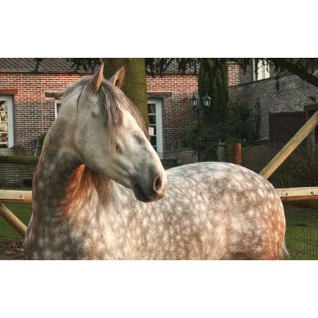 2003: étalon calificado