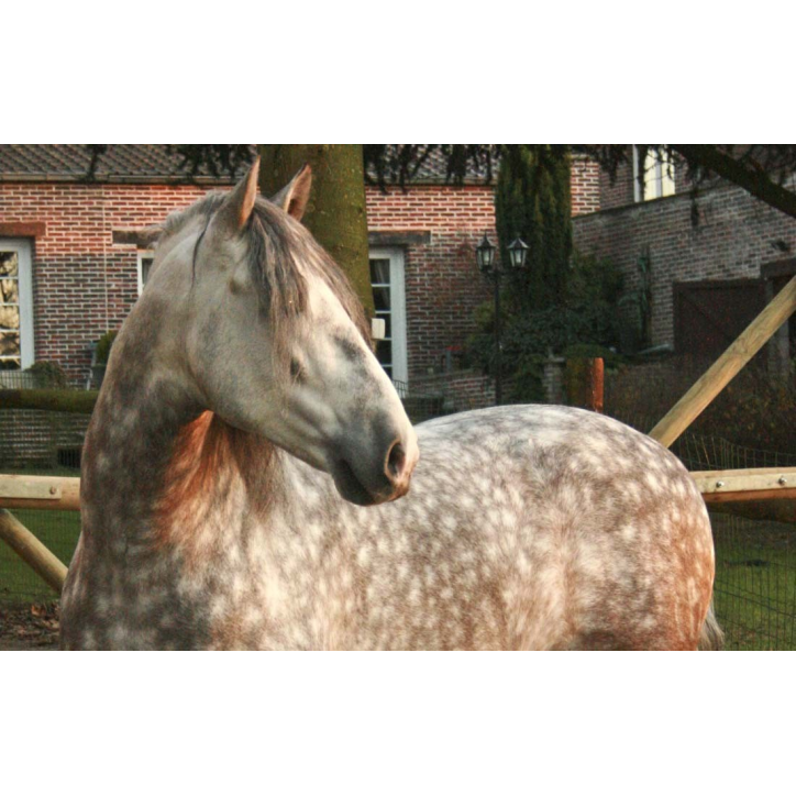 2003: étalon calificado 2003: étalon calificado