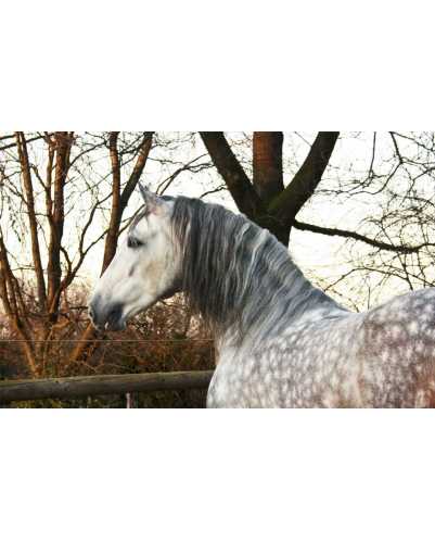 2003: étalon calificado