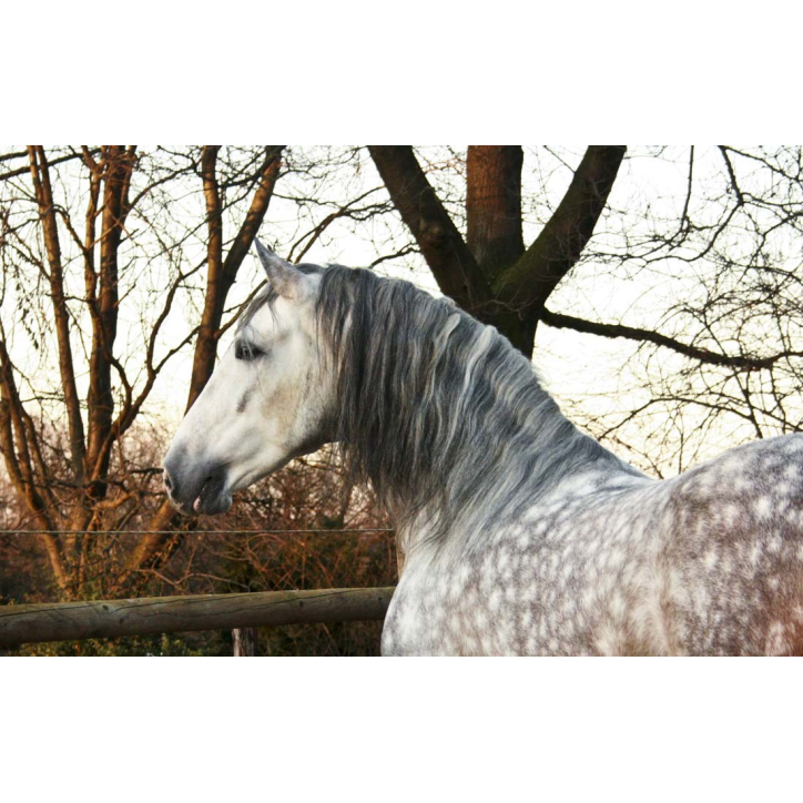 2003: étalon calificado 2003: étalon calificado