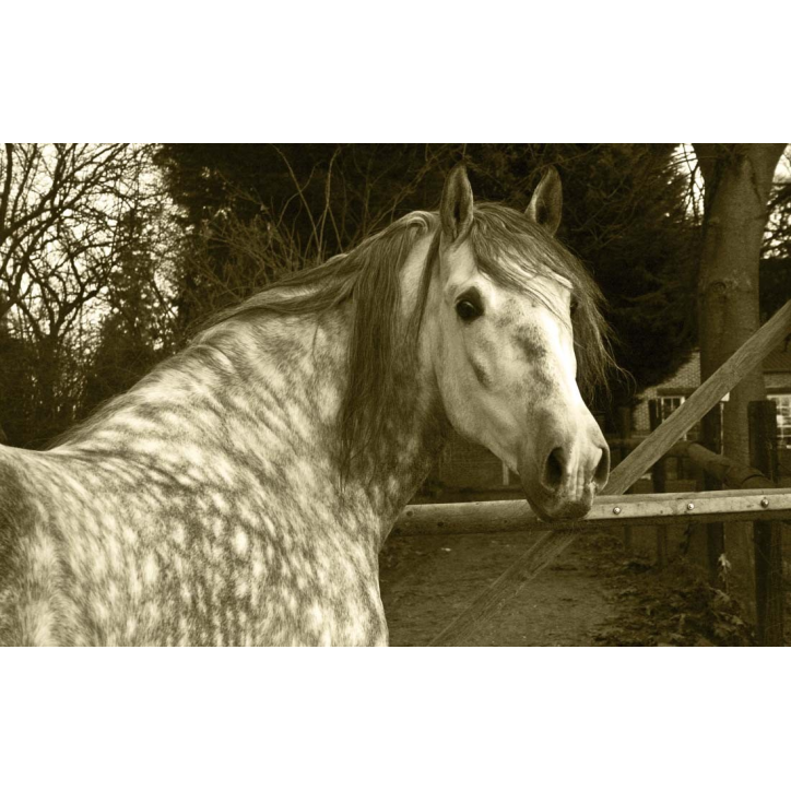 2003: étalon calificado 2003: étalon calificado