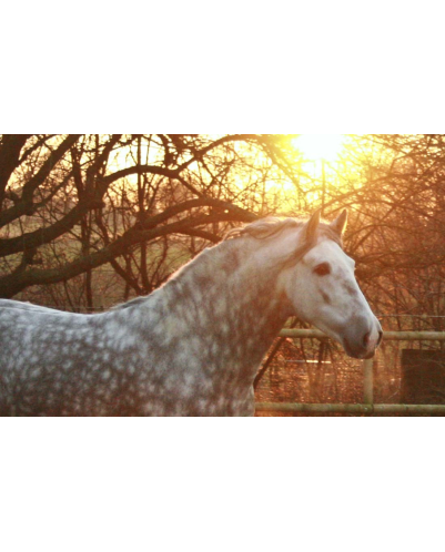 2003: étalon calificado