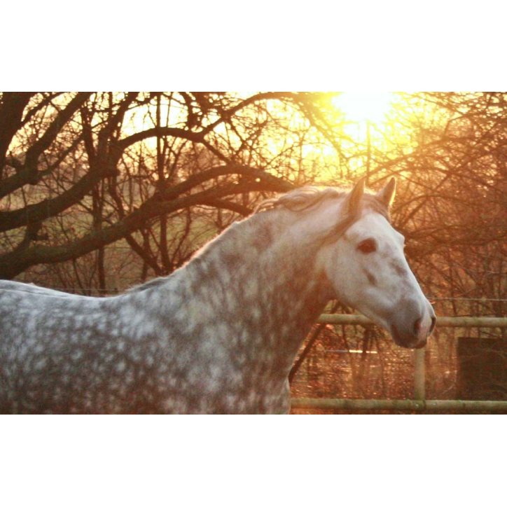 2003: étalon calificado 2003: étalon calificado