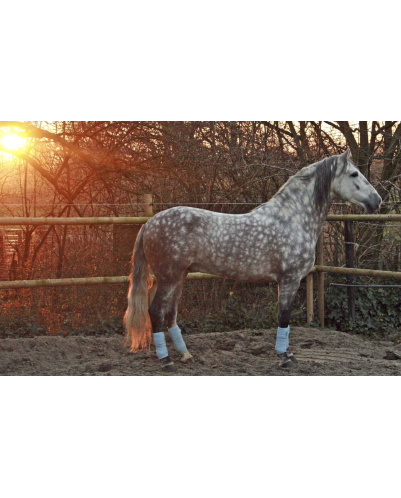 2003: étalon calificado