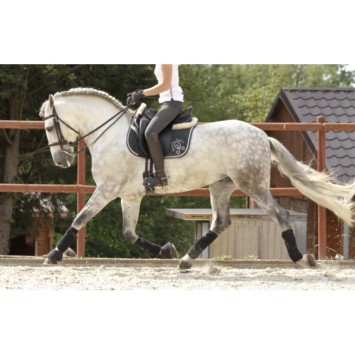 2003: étalon calificado 2003: étalon calificado