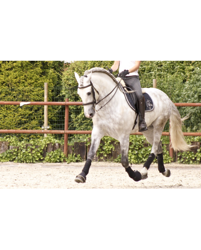 2003: étalon calificado