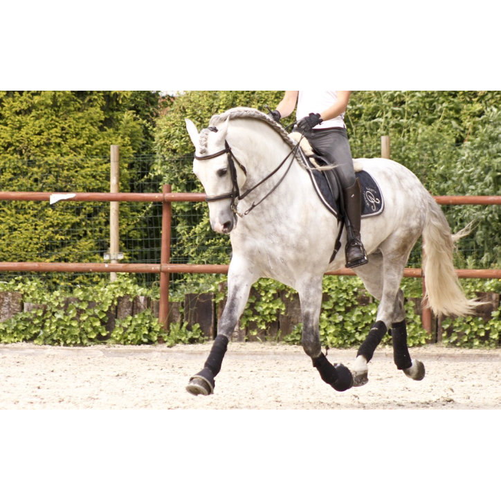 2003: étalon calificado 2003: étalon calificado