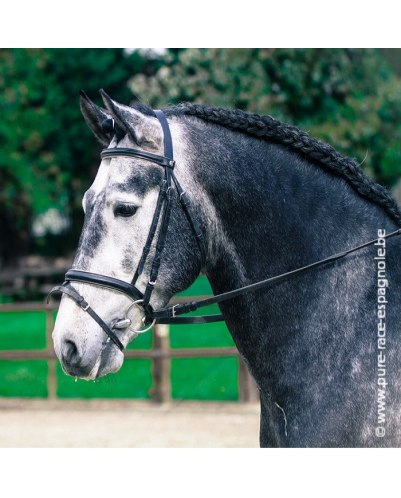 Etalon champion j chevaux France