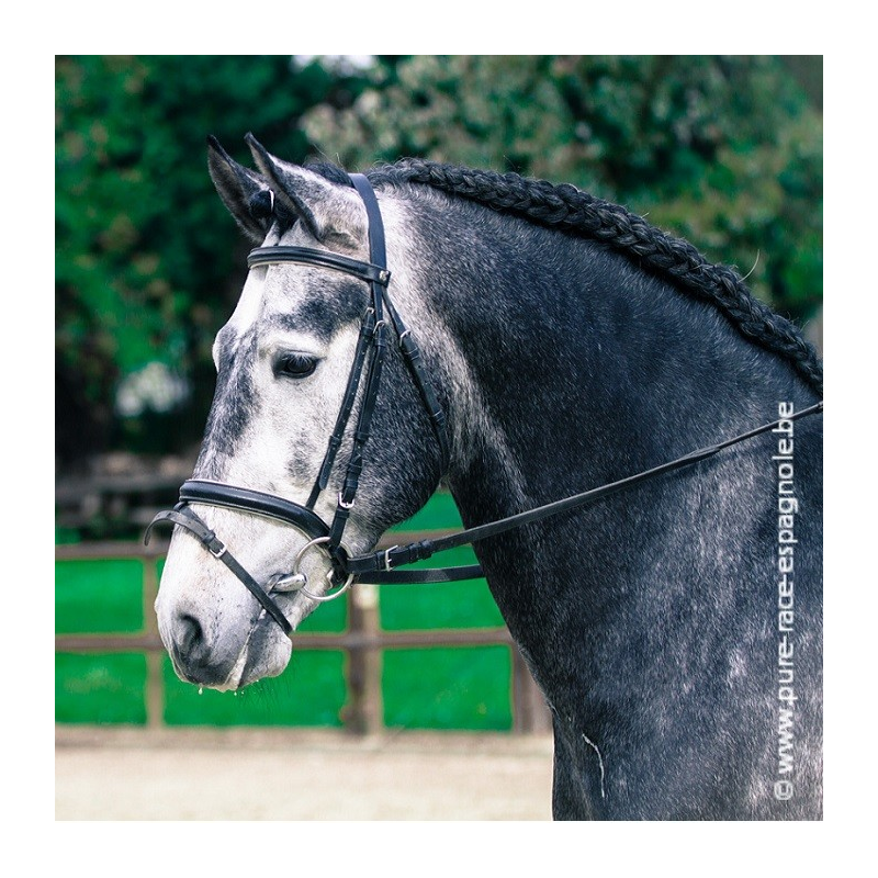 Etalon champion j chevaux France