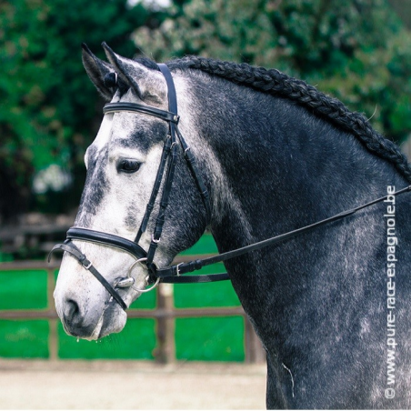 Etalon champion j chevaux France