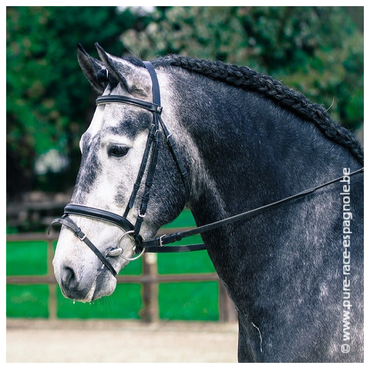 Etalon champion j chevaux France Etalon champion j chevaux France