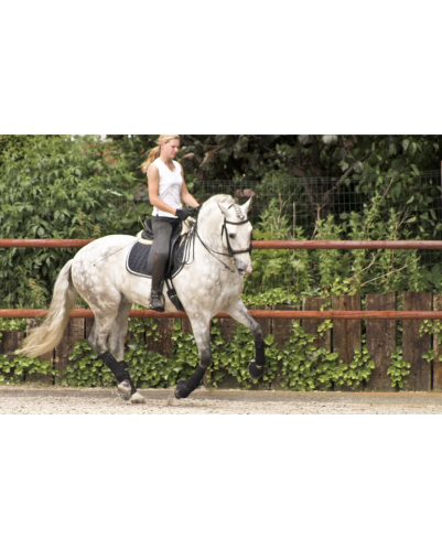 2003: étalon calificado