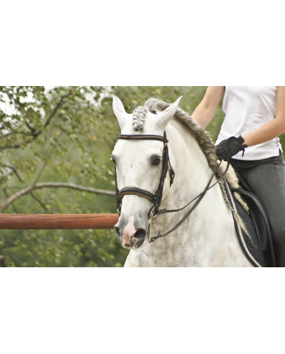 2003: étalon calificado