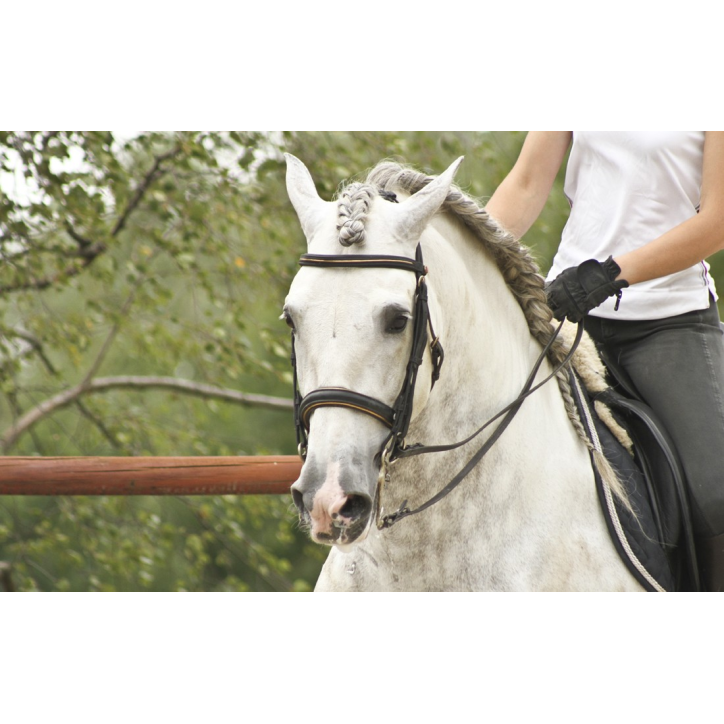 2003: étalon calificado 2003: étalon calificado