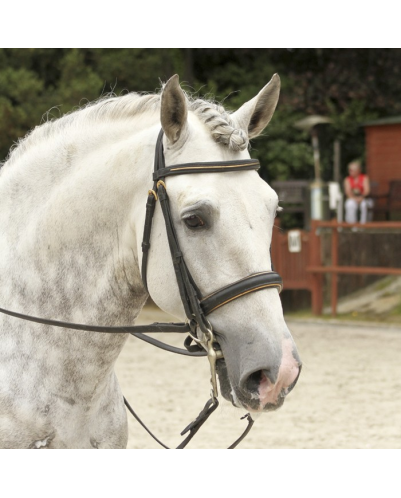 2003: étalon calificado